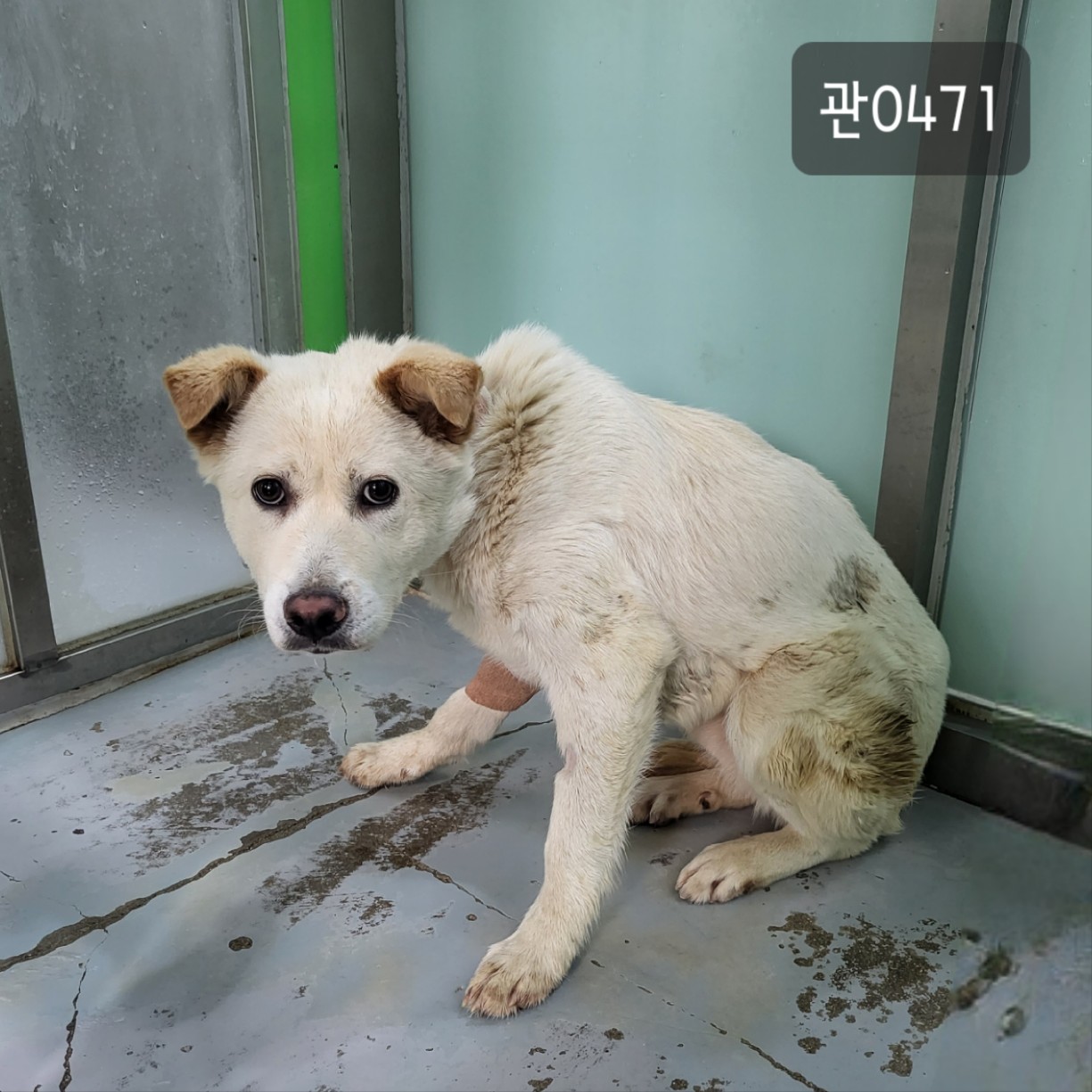 고양시동물보호센터_441394202300471