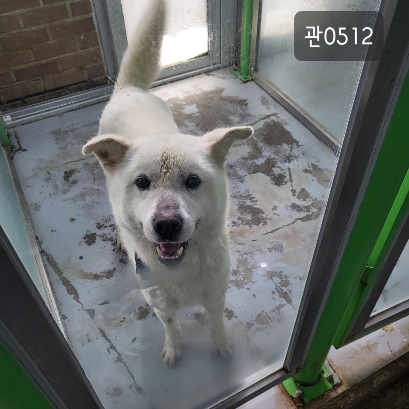 고양시동물보호센터_441394202300512