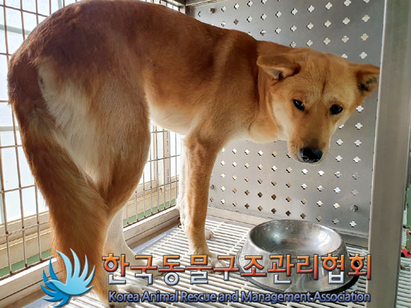 한국동물구조관리협회_441382202300227
