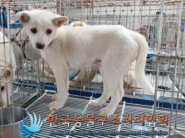 한국동물구조관리협회_441409202300516