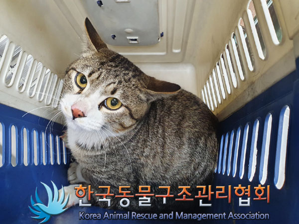 종료(안락사) 한국…