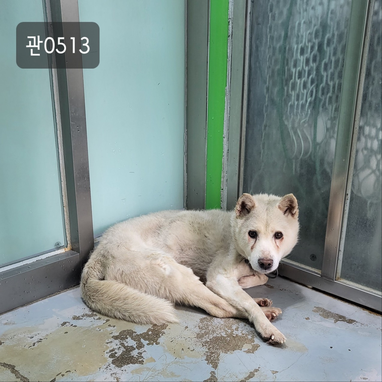 고양시동물보호센터_441394202300513