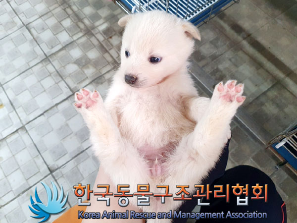 한국동물구조관리협회_441559202300284