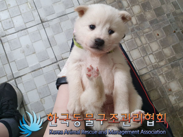 한국동물구조관리협회_441559202300287