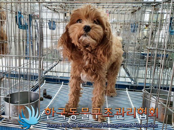 한국동물구조관리협회_411322202300251