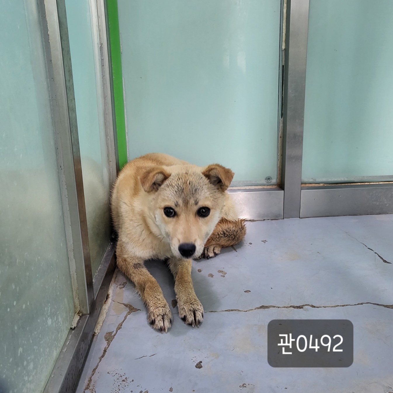 고양시동물보호센터_441394202300492