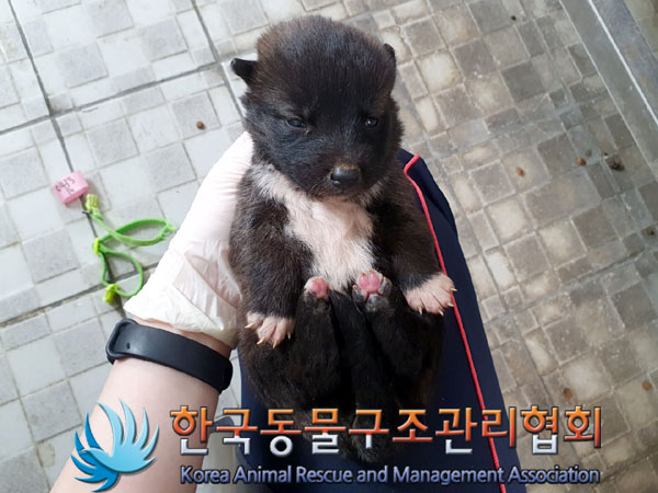 한국동물구조관리협회_441559202300290