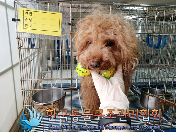 한국동물구조관리협회_411301202300201