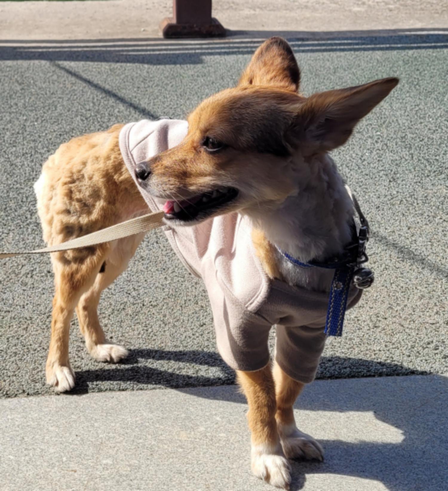 영월군위탁동물보호소_442427202300059