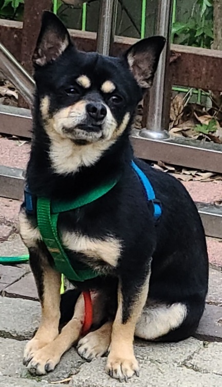 평택시유기동물보호소_441391202300899