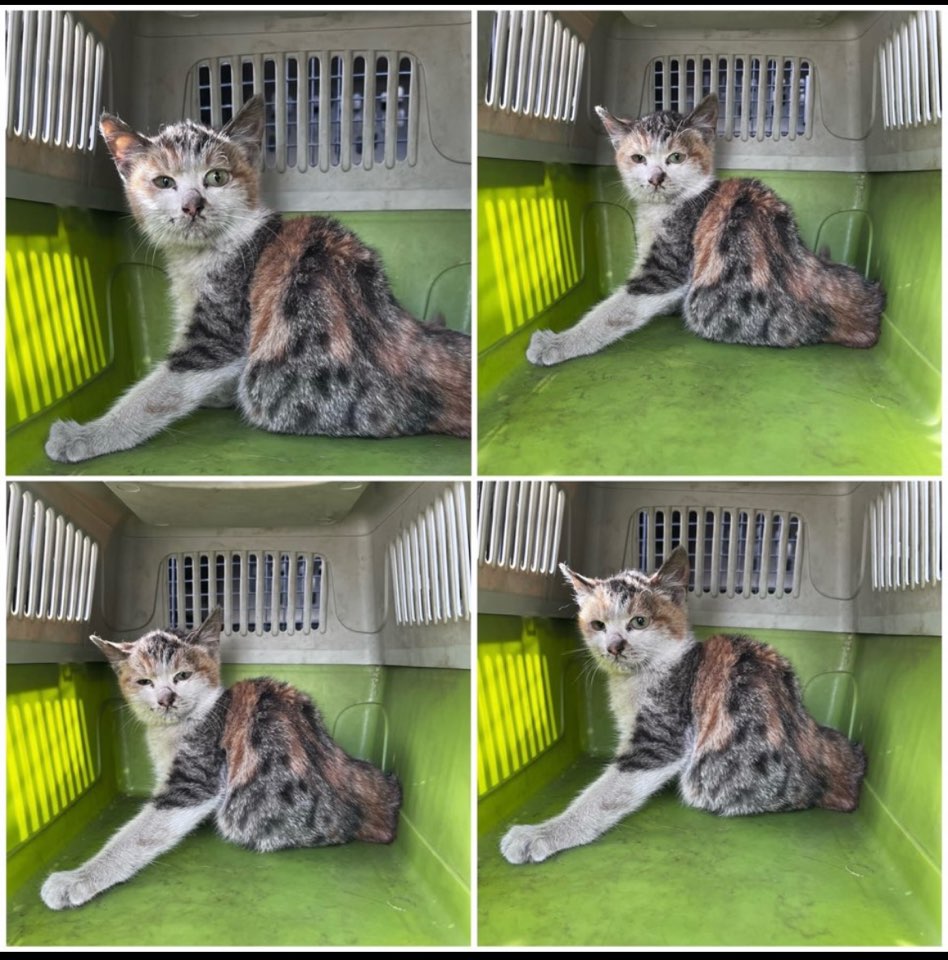 천안시유기동물보호소_444449202300757
