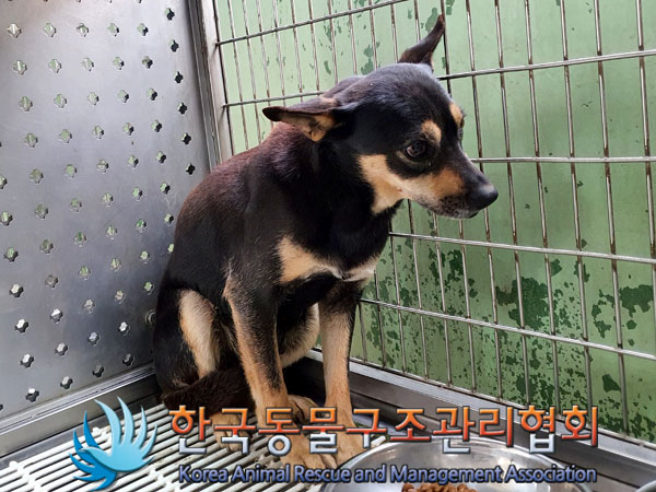 한국동물구조관리협회_441406202300449