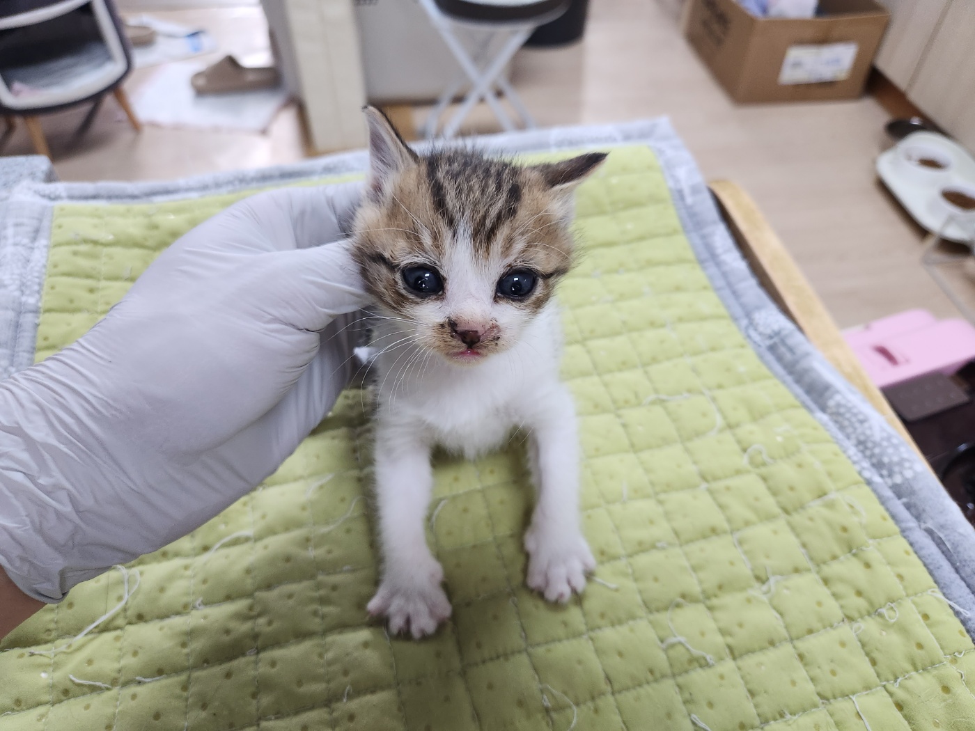 광주 동물보호소_429363202300204