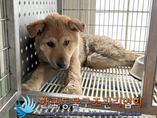 한국동물구조관리협회_441406202300450