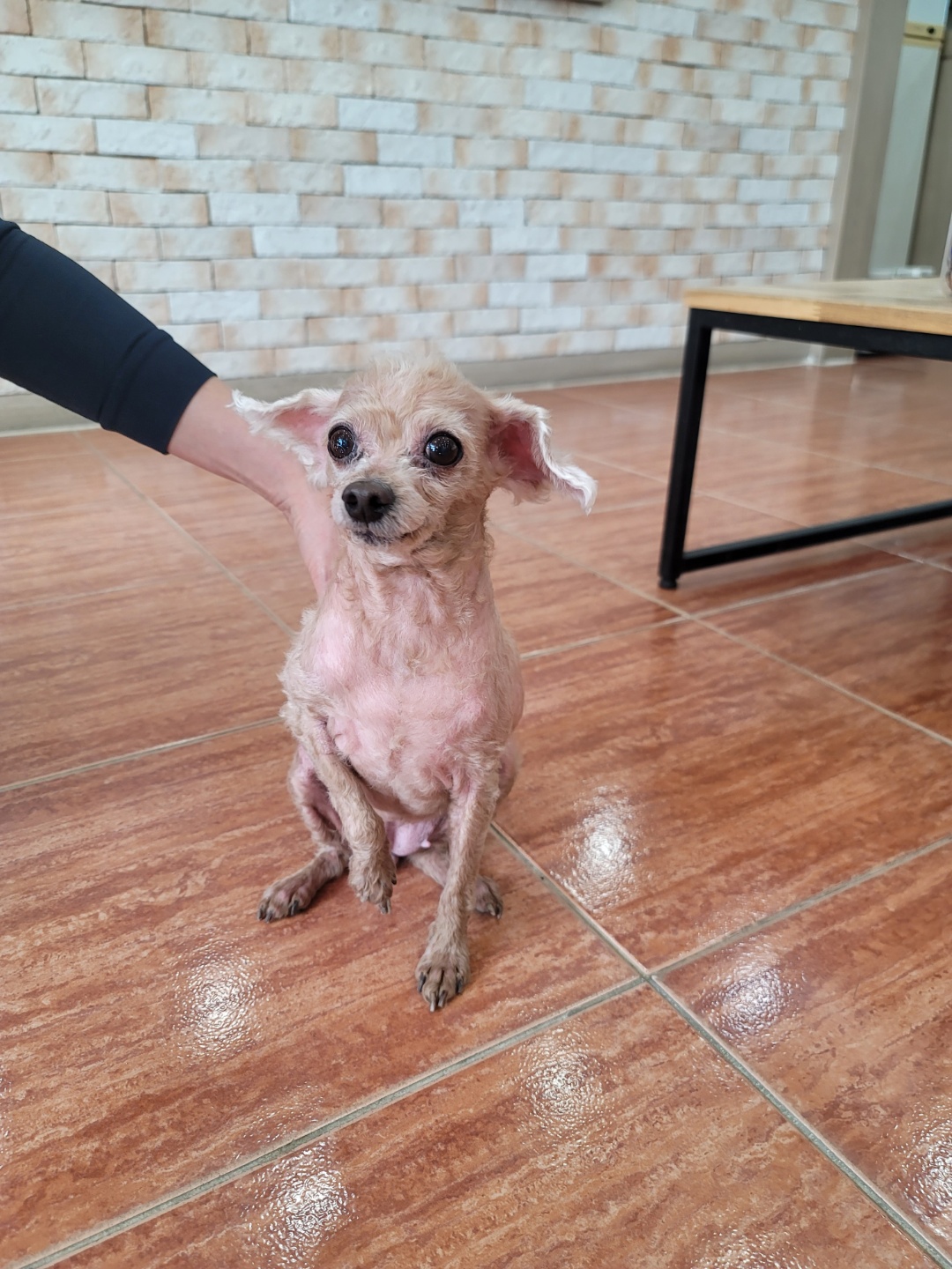 증평 가정견 훈련소_443445202300260