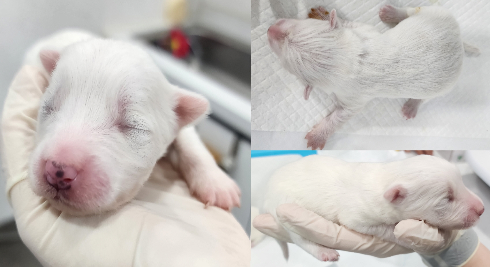 서산시 동물보호센터_444453202300262