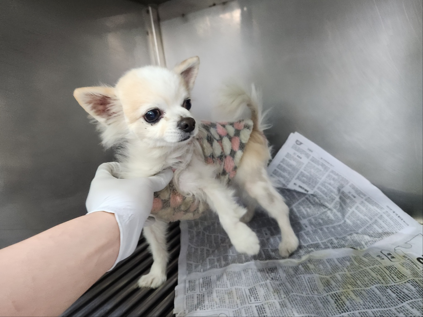 광주 동물보호소_429359202300083