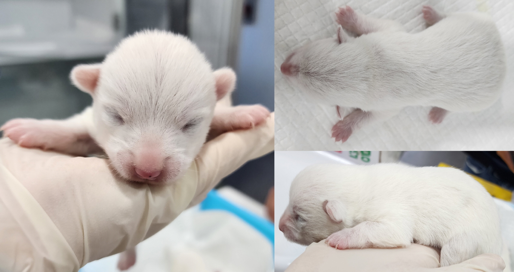 서산시 동물보호센터_444453202300265