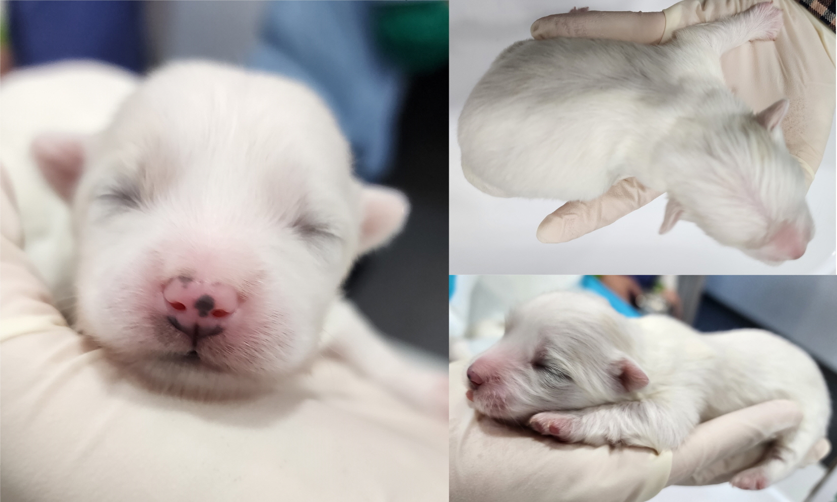 서산시 동물보호센터_444453202300267