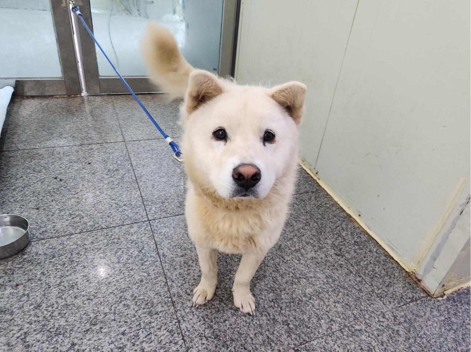 광주 동물보호소_429362202300182