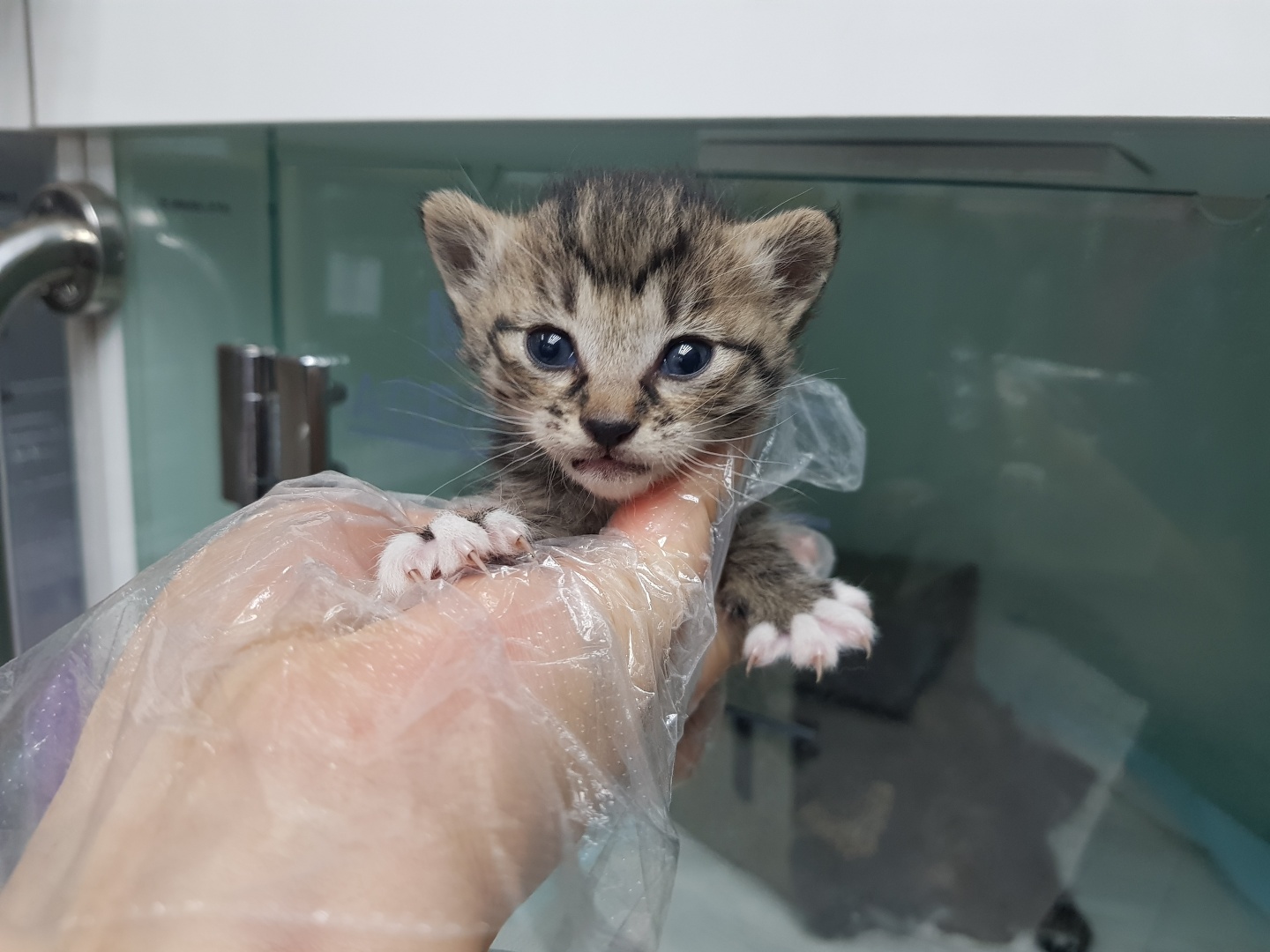 광주TNR동물병원송정_441554202300474