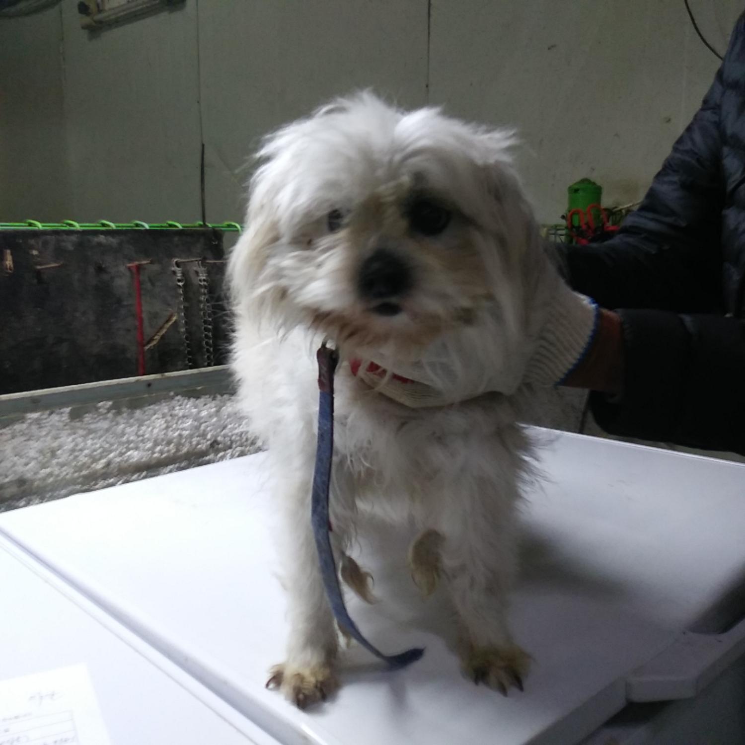 인천광역시수의사회_428352202300130