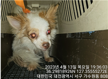 대전동물보호센터_430366202300170