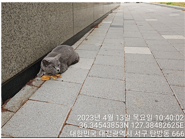대전동물보호센터_430366202300169