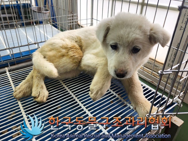 한국동물구조관리협회_441559202300293