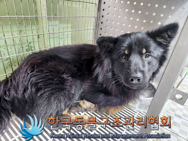 한국동물구조관리협회_411312202300210
