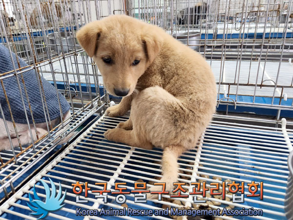 한국동물구조관리협회_441409202300520
