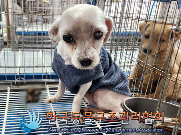 한국동물구조관리협회_441409202300519