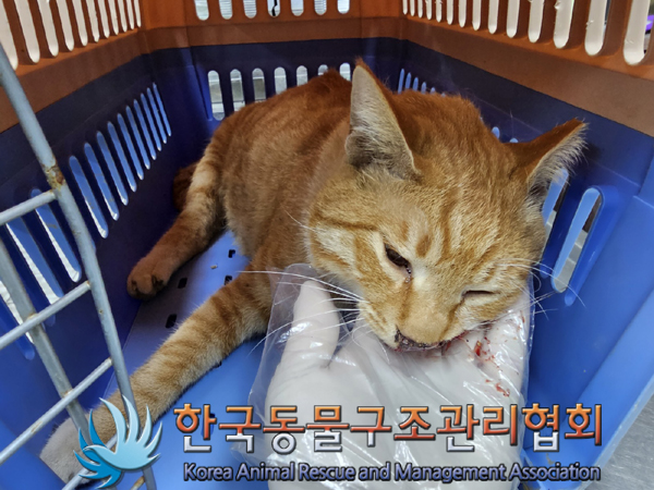 한국동물구조관리협회_411303202300120