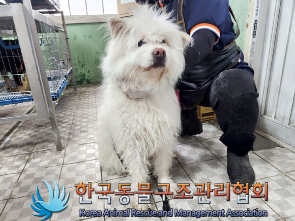 한국동물구조관리협회_411306202300256