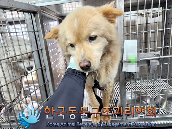 한국동물구조관리협회_411306202300257