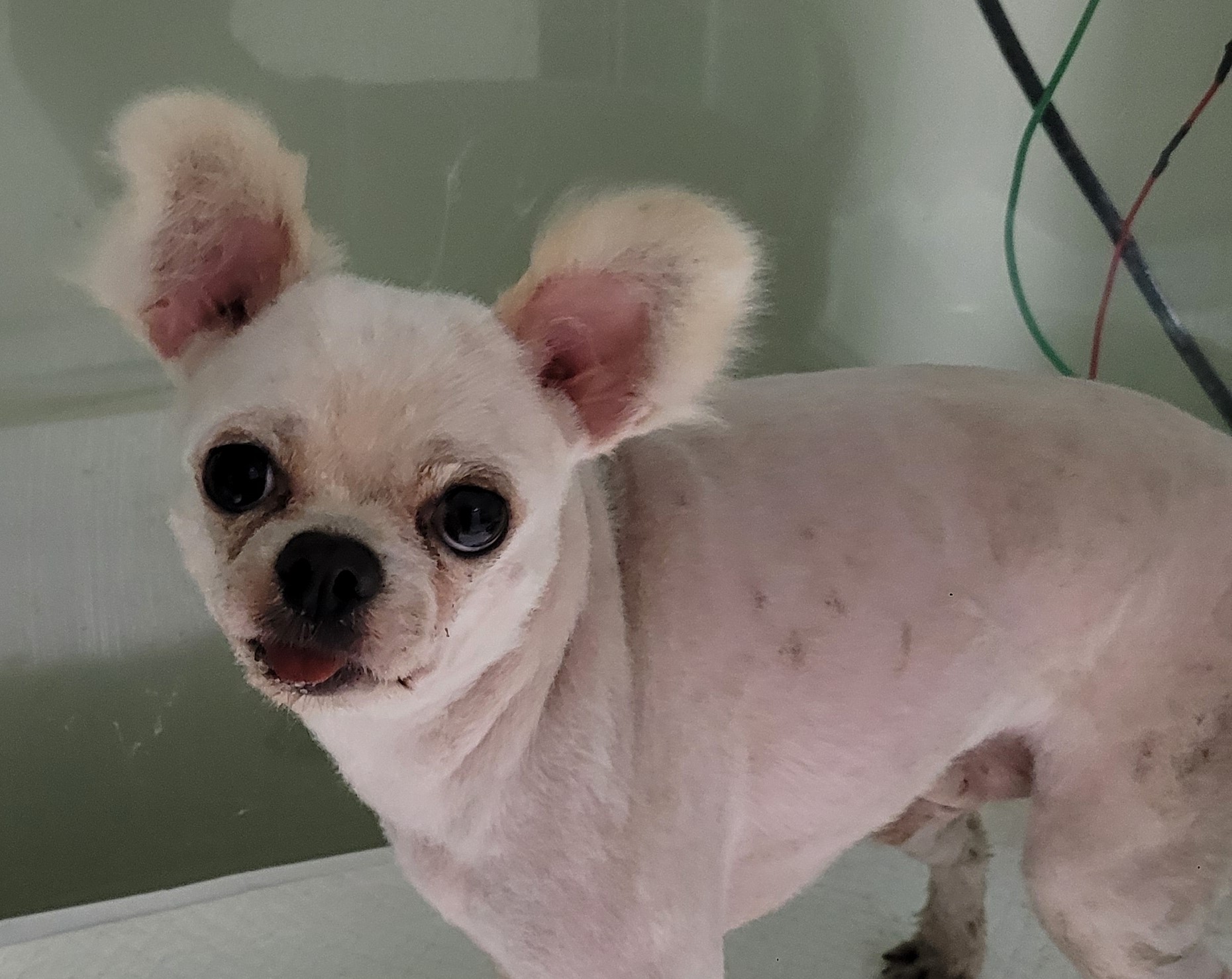 대구유기동물보호센터_427342202300218