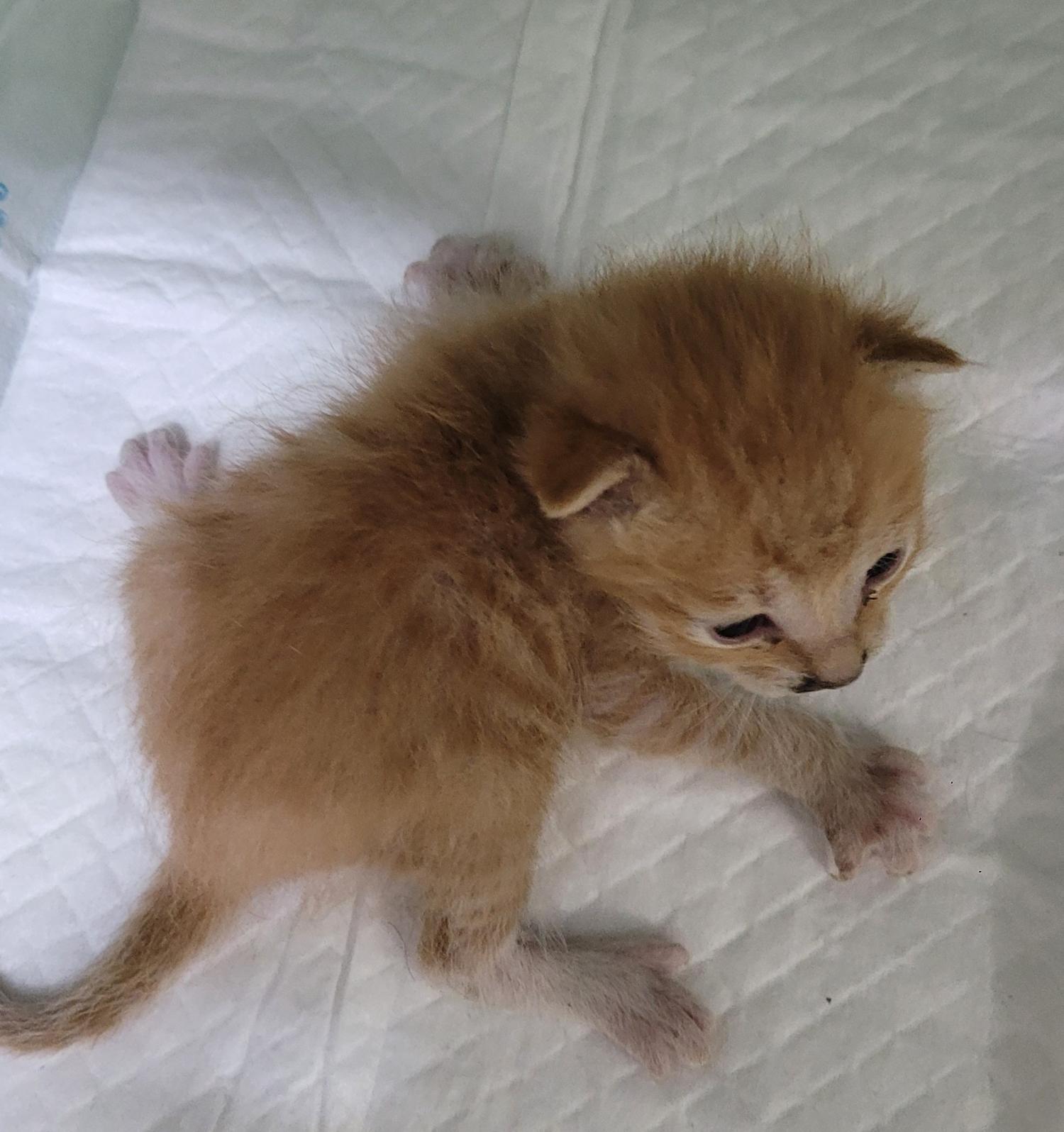 대구유기동물보호협회_427347202300233