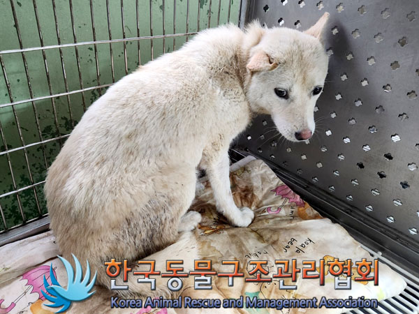 한국동물구조관리협회_441406202300453