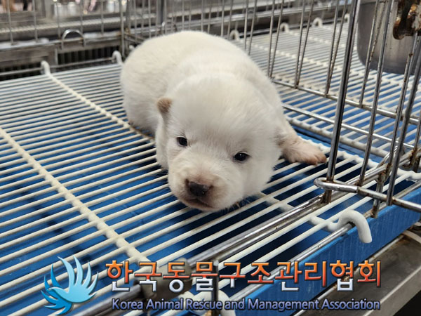 한국동물구조관리협회_441406202300455