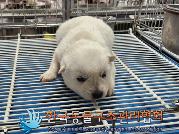 한국동물구조관리협회_441406202300454