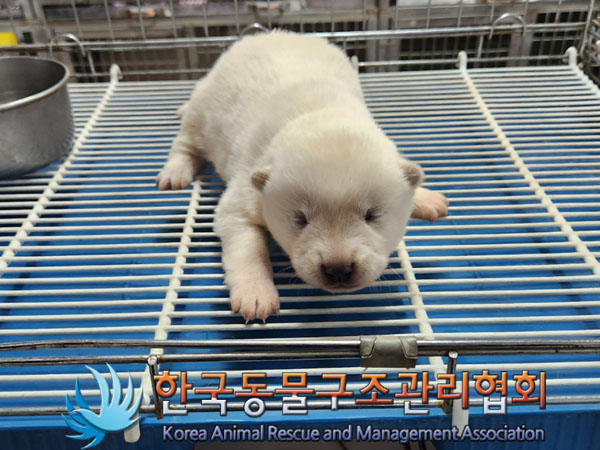 한국동물구조관리협회_441406202300456
