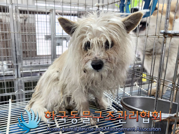 한국동물구조관리협회_441560202300331