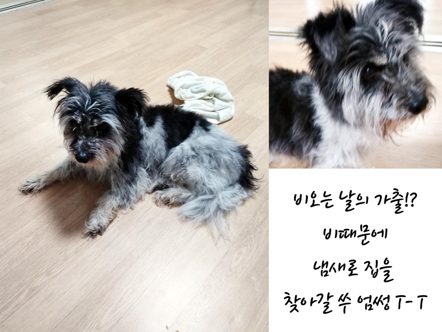 (사)영일동물플러스_447502202300286