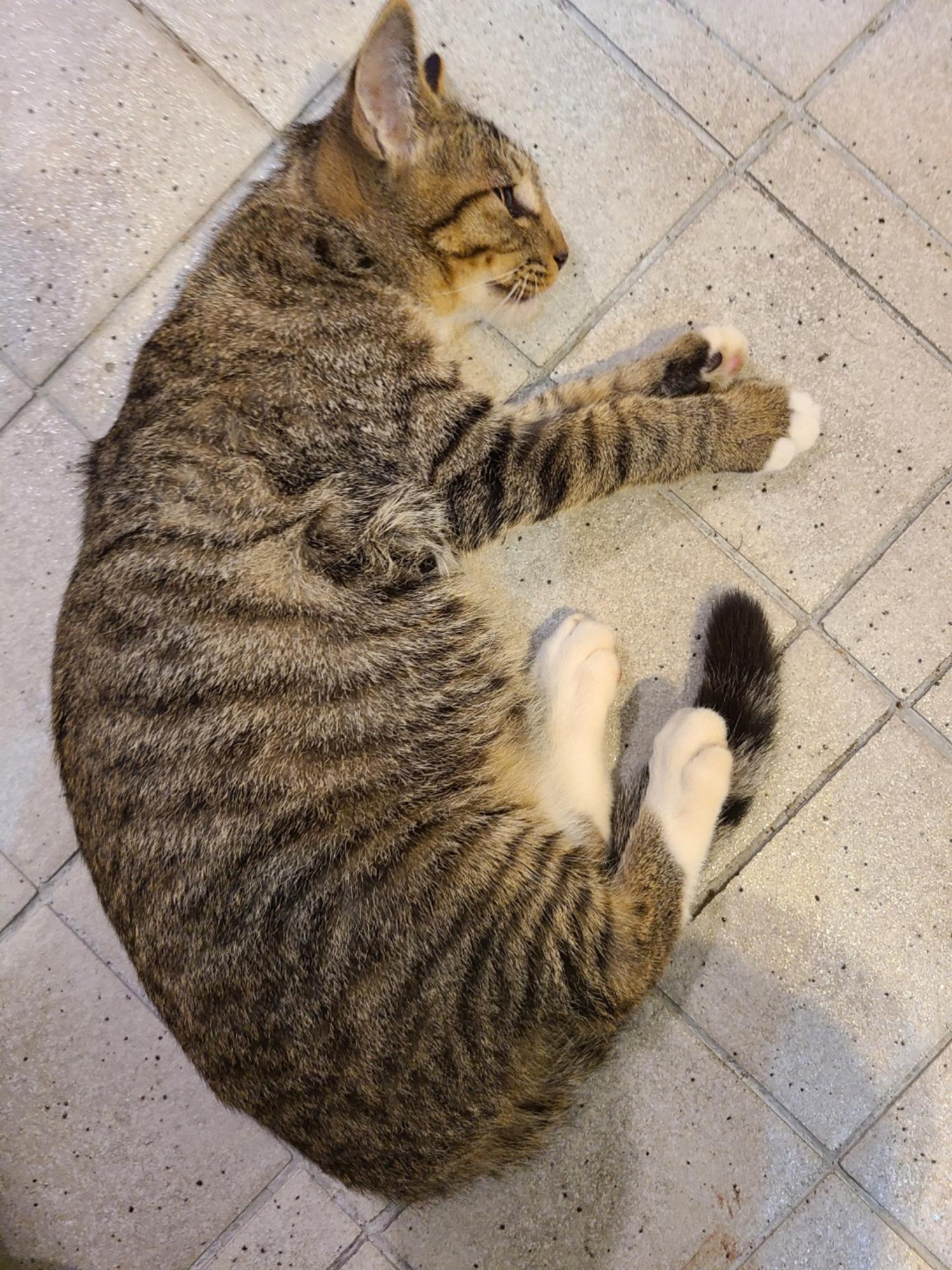 예스동물병원_427346202300294