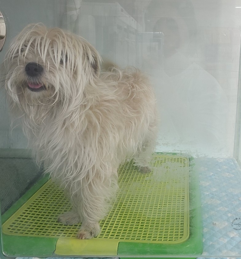 광주 동물보호소_429359202300084