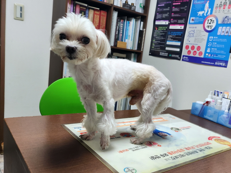 대구수의사회(아이펫)_427343202300223