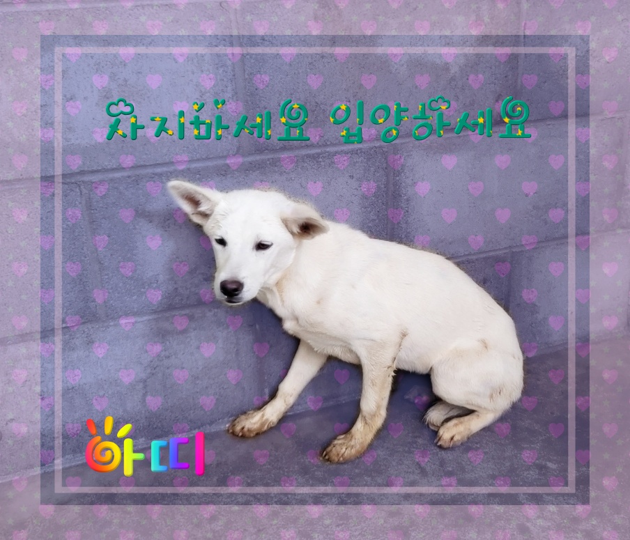 군산유기동물보호센터_445467202300558
