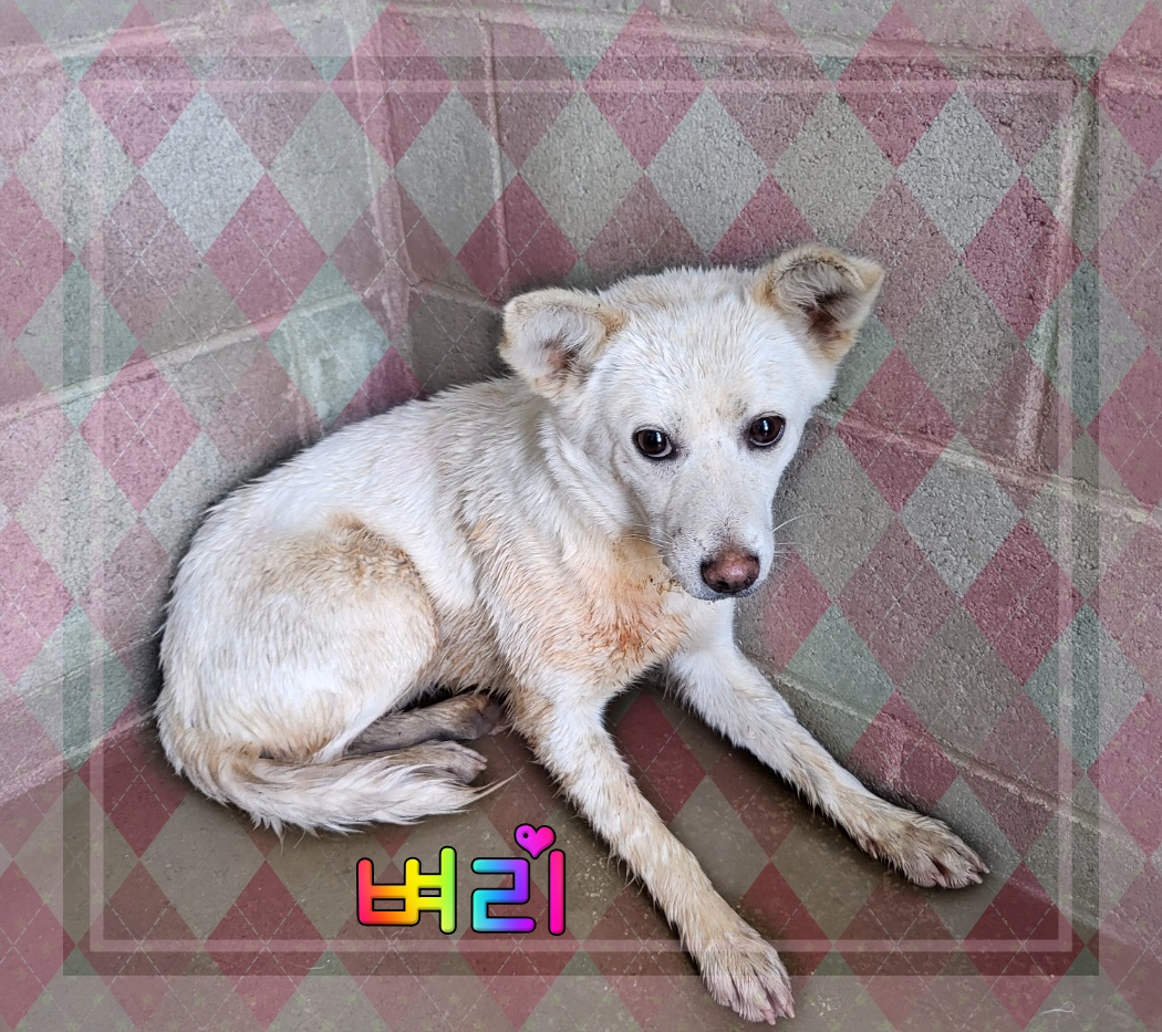 군산유기동물보호센터_445467202300556