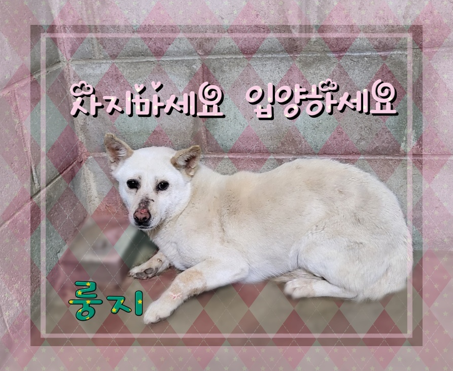 군산유기동물보호센터_445467202300559