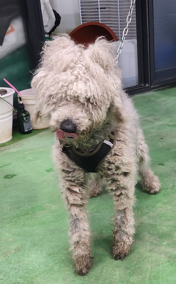 제천시 동물보호센터_443440202300113